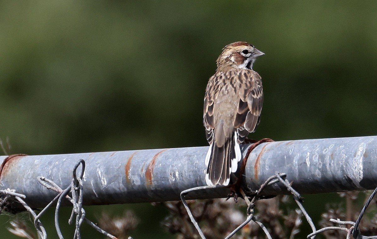 strnádka travní - ML642449905