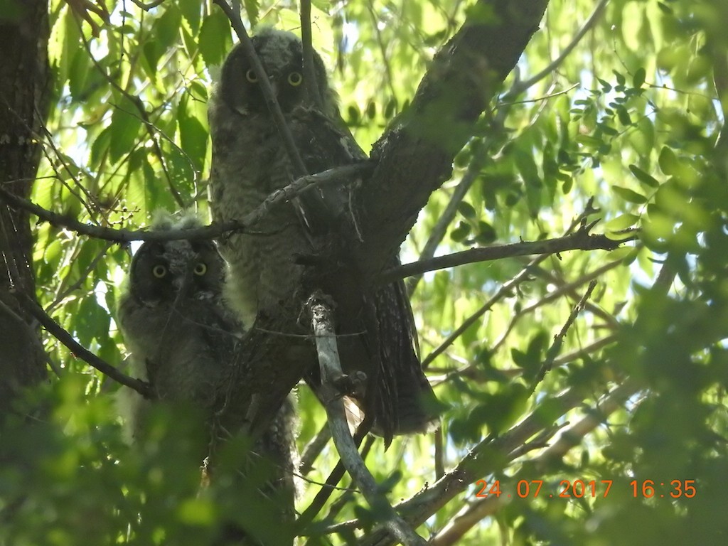 Long-eared Owl - ML64244991