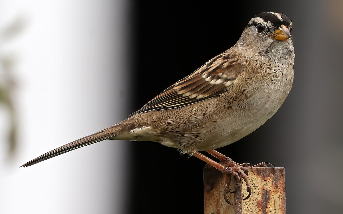 Golden-crowned Sparrow - ML642449931