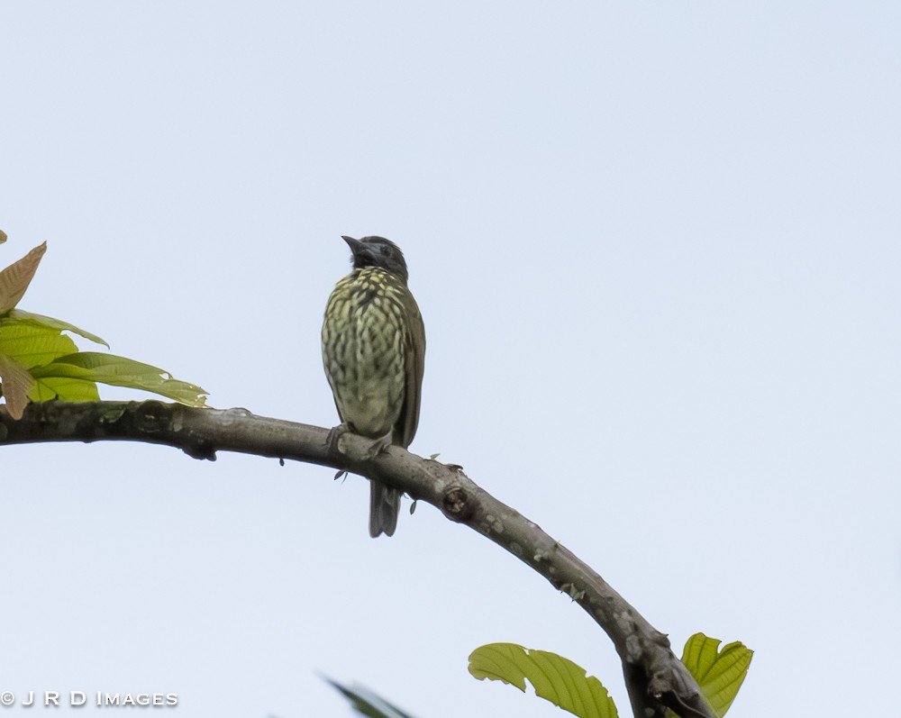 Bare-throated Bellbird - ML642449933