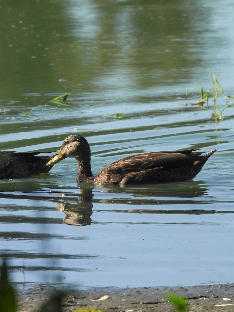 Mexican Duck - ML642449947