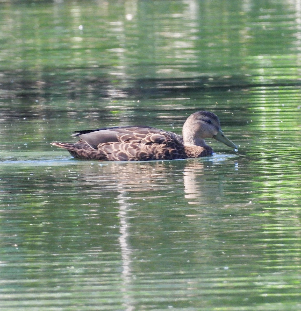 Mexican Duck - ML642449948