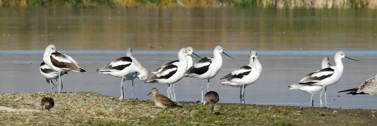American Avocet - ML642449959