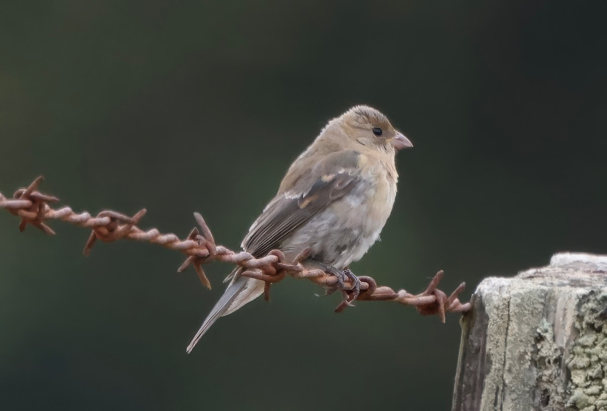 Passerin azuré - ML642449960