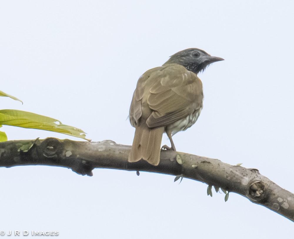 Bare-throated Bellbird - ML642449967