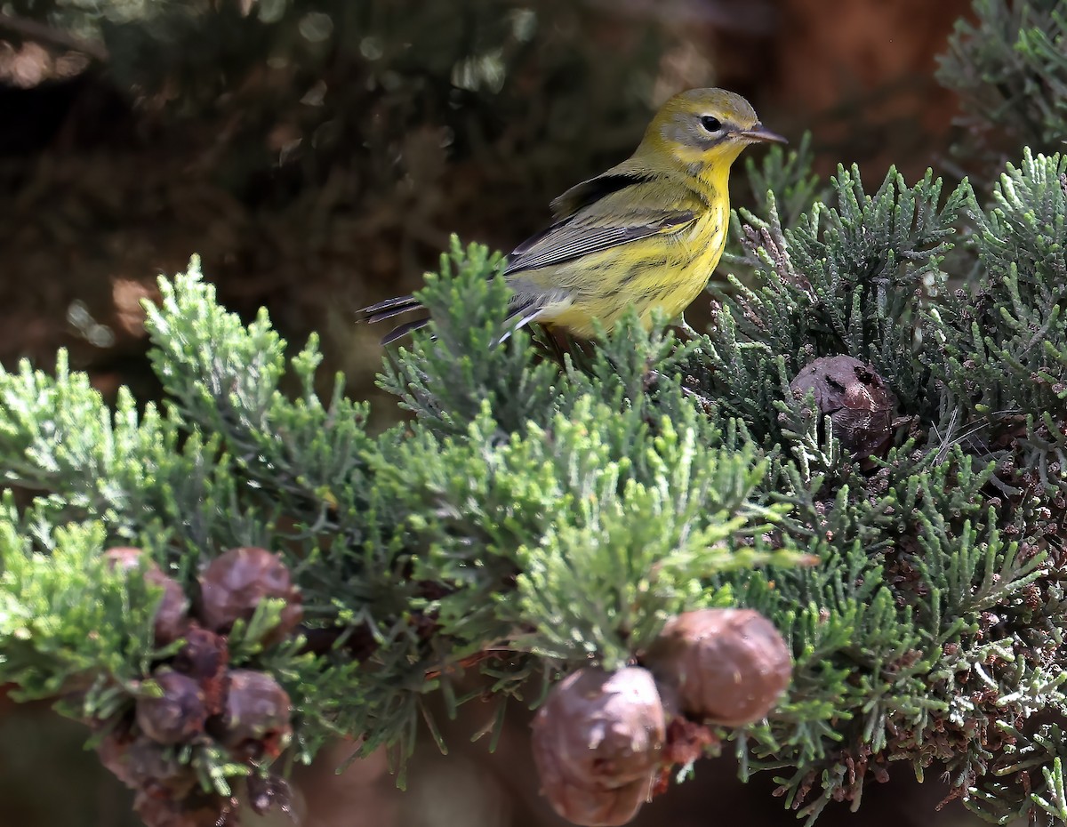 lesňáček pokřovní - ML642449975