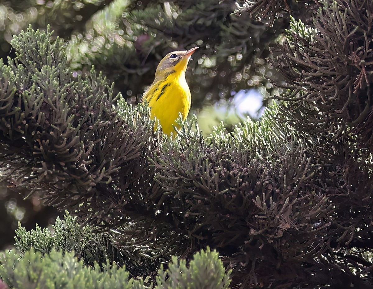 lesňáček pokřovní - ML642449984