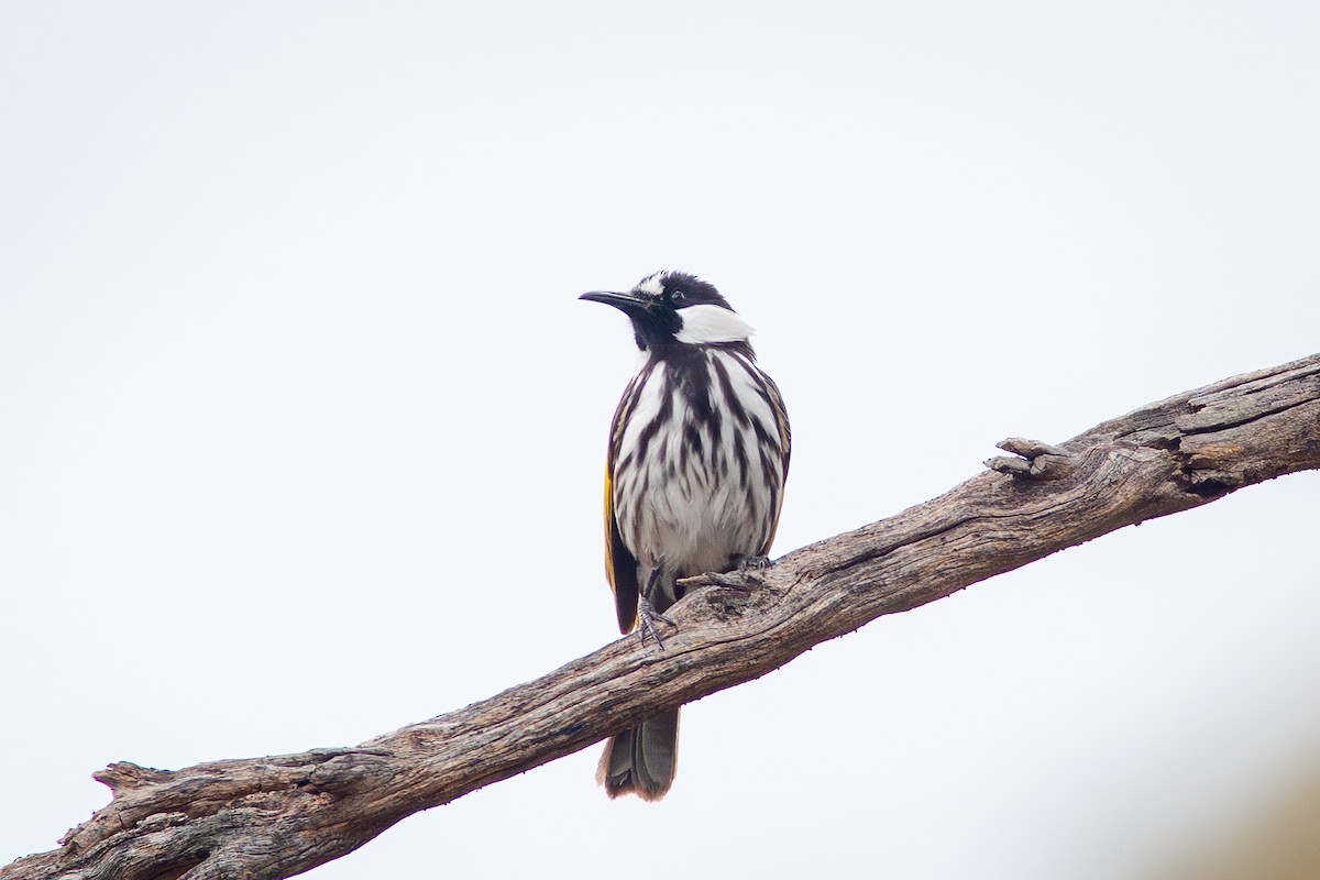 White-cheeked Honeyeater - ML642450015