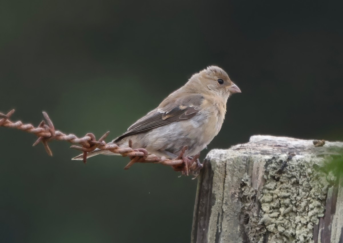 Passerin azuré - ML642450018