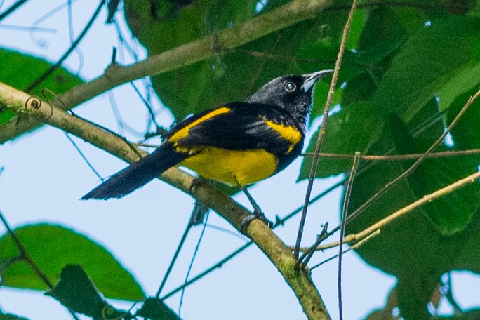 Oriole monacal - ML642450025