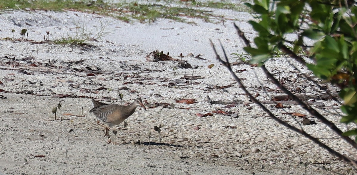 Clapper Rail - ML642450026
