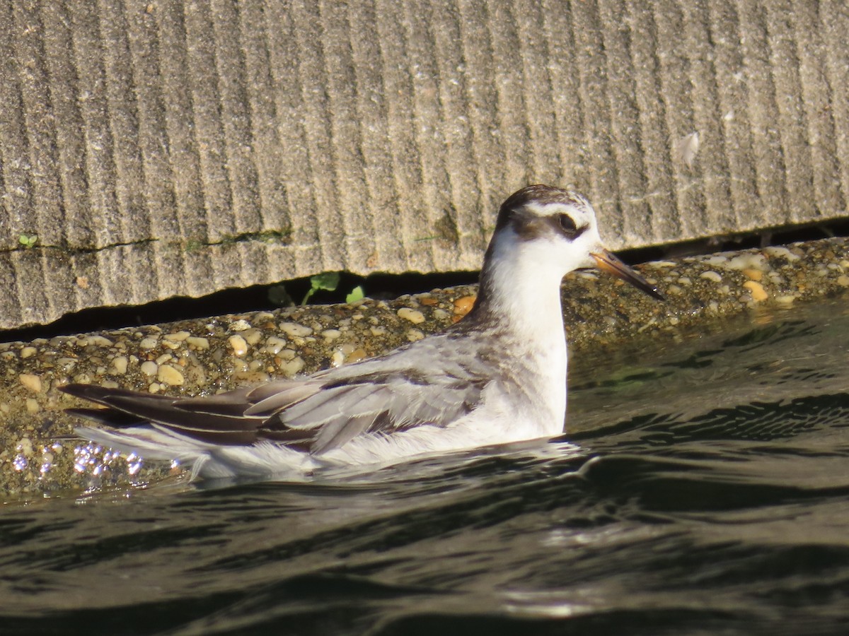 Red Phalarope - ML642450046