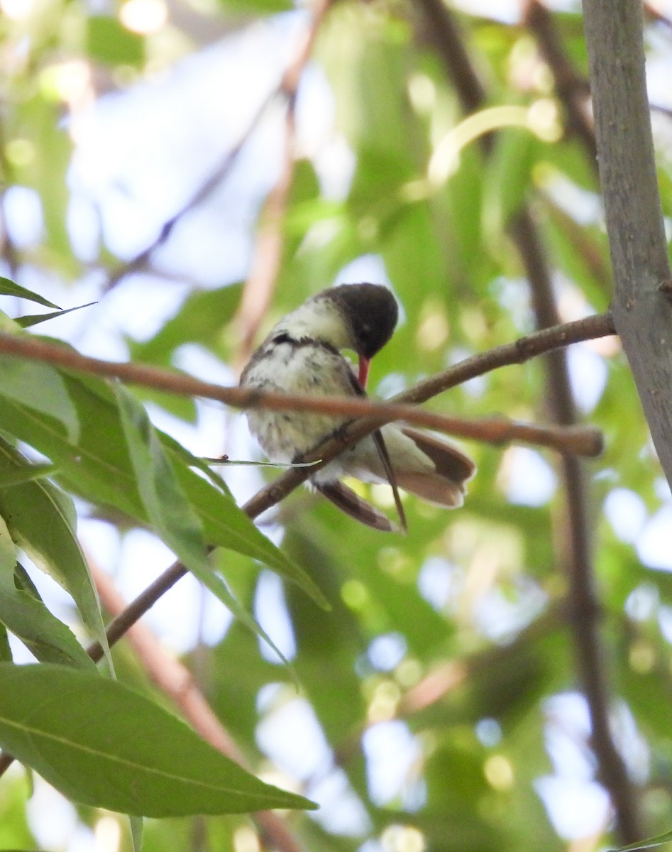 Violet-crowned Hummingbird - ML642450049
