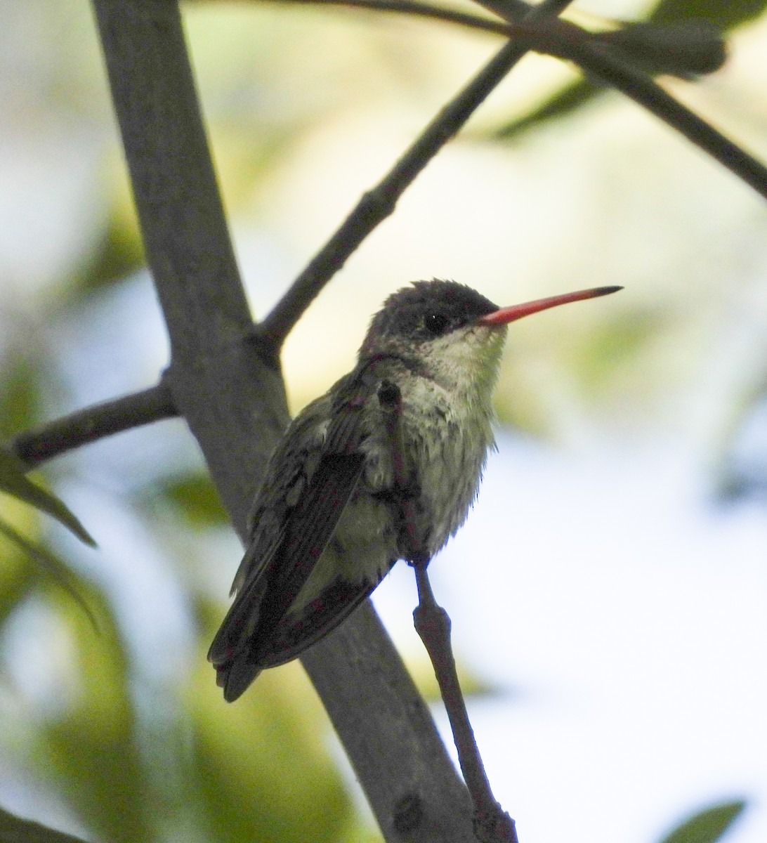 Violet-crowned Hummingbird - ML642450050