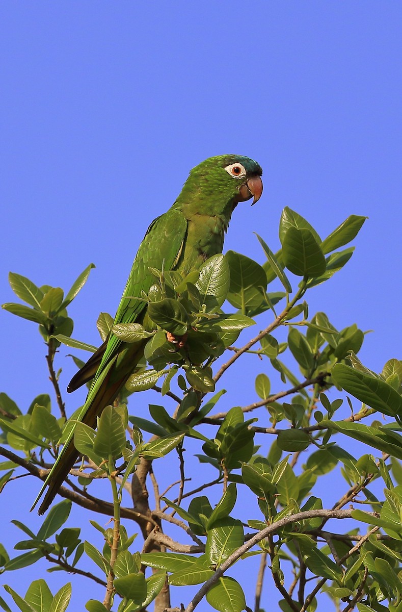 Blue-crowned Parakeet - ML642450054