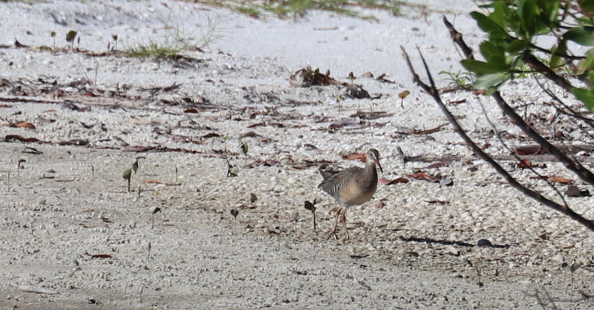 Clapper Rail - ML642450055