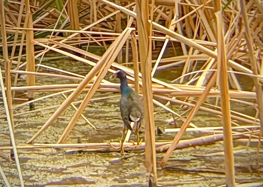 Purple Gallinule - ML642450102