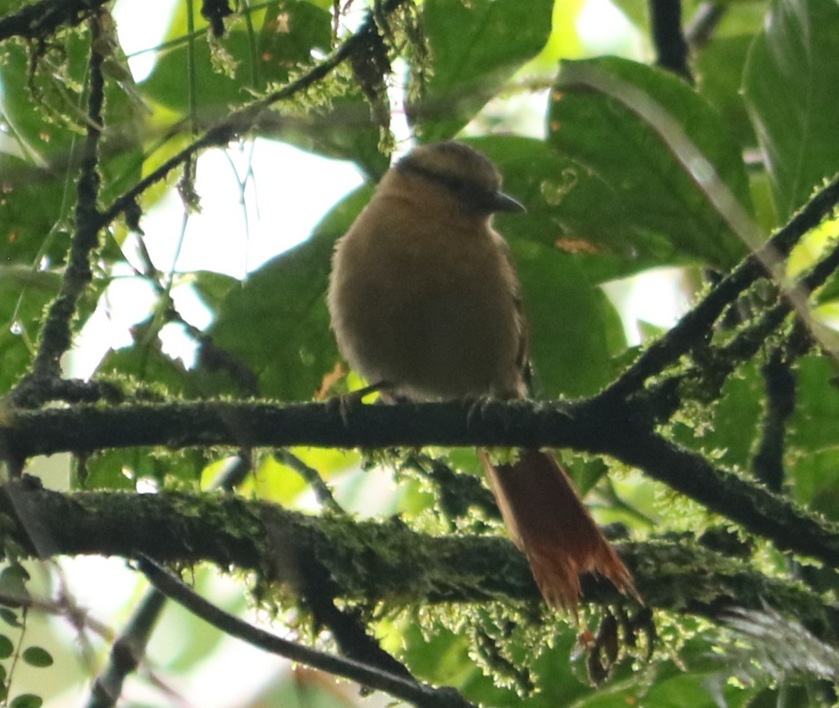 Buff-fronted Foliage-gleaner - ML642450123
