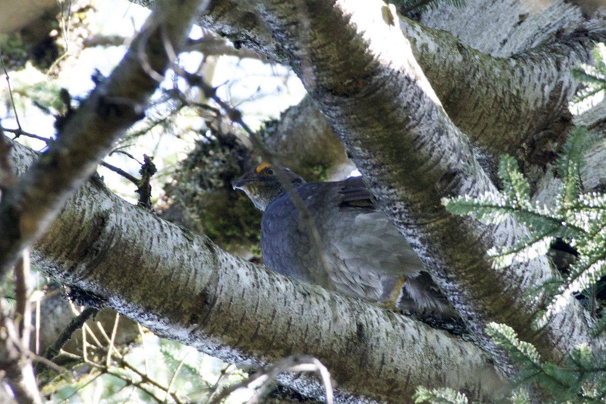 Sooty Grouse - ML642450126