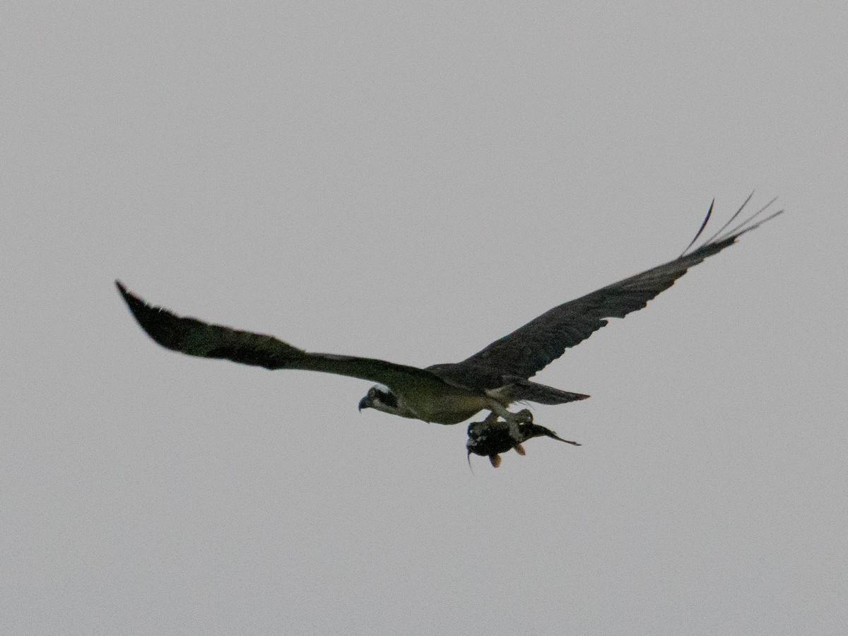 Águila Pescadora - ML642450132