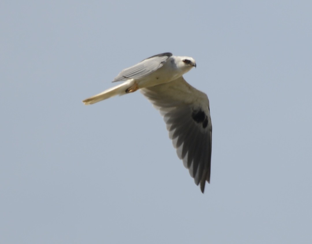 White-tailed Kite - ML642450150
