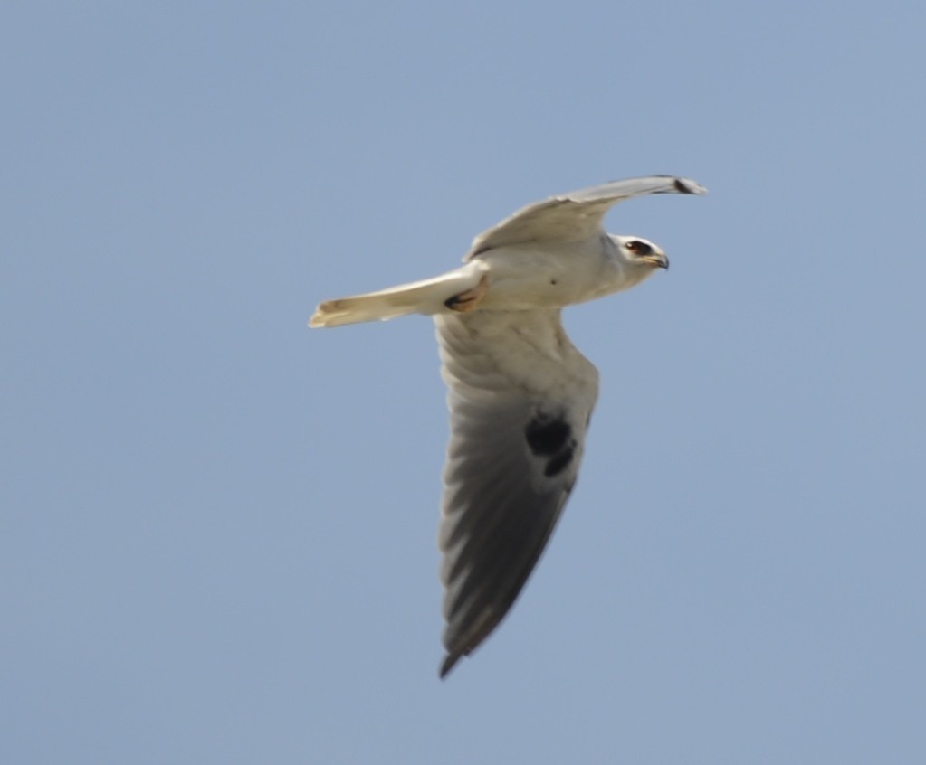 White-tailed Kite - ML642450162