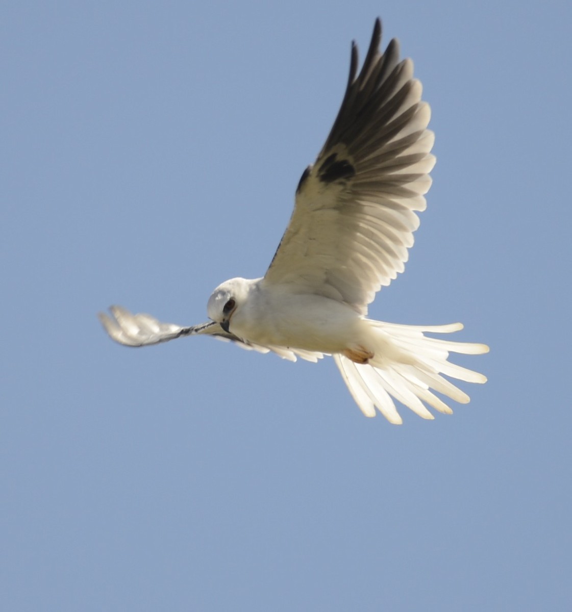 White-tailed Kite - ML642450169