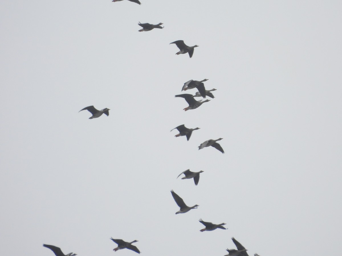 Greater White-fronted Goose - ML642450188