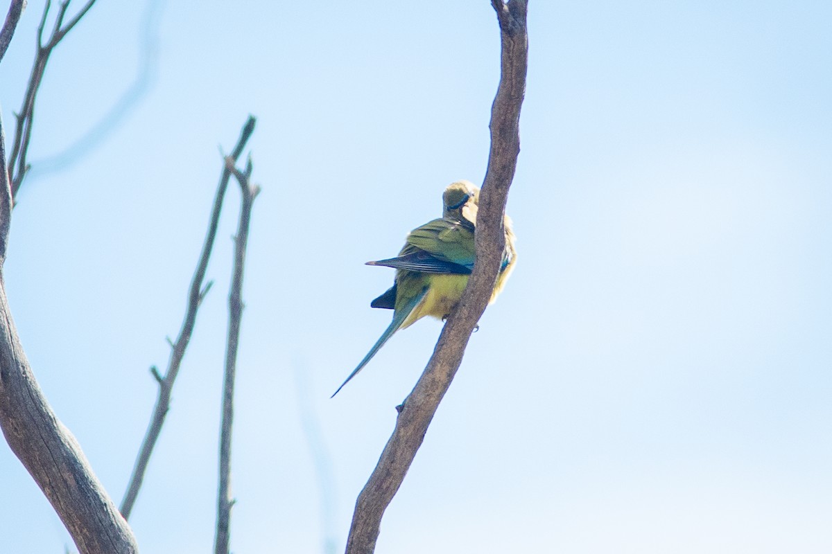 Elegant Parrot - ML642450190