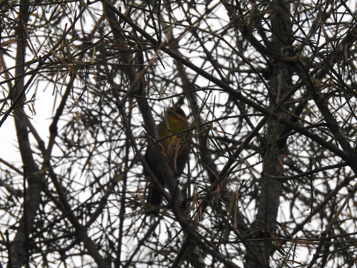 Fulvous-headed Brushfinch - ML642450192