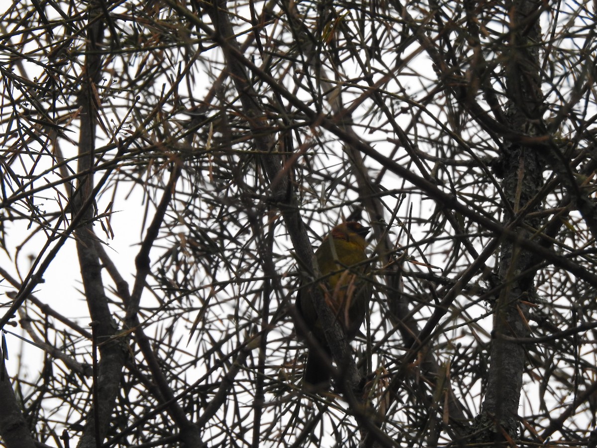 Fulvous-headed Brushfinch - ML642450193