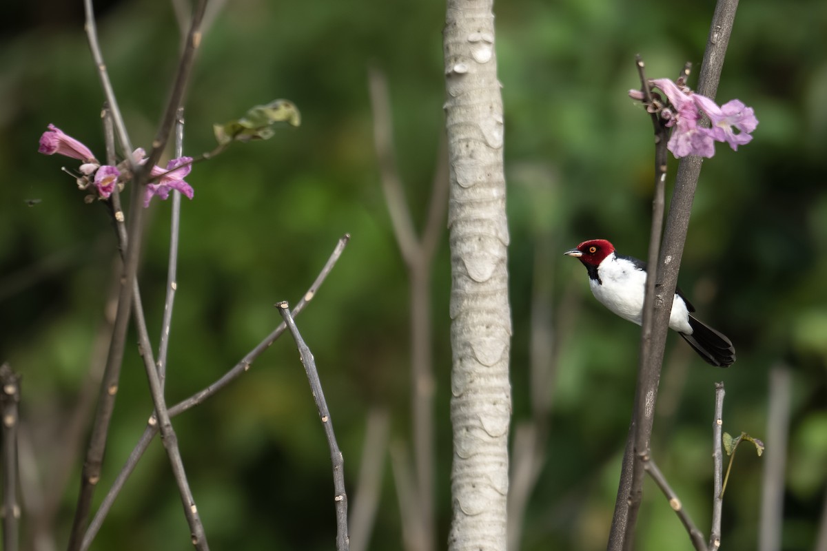 Red-capped Cardinal - ML642450206
