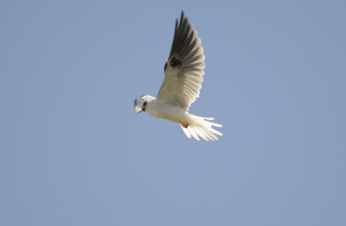 White-tailed Kite - ML642450224