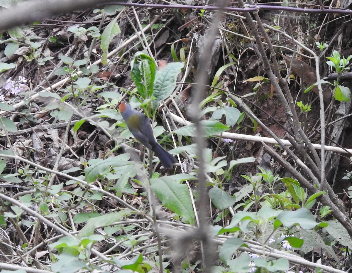 Brown-capped Redstart - ML642450229