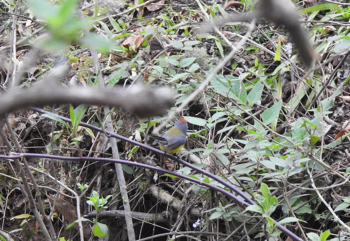 Brown-capped Redstart - ML642450231