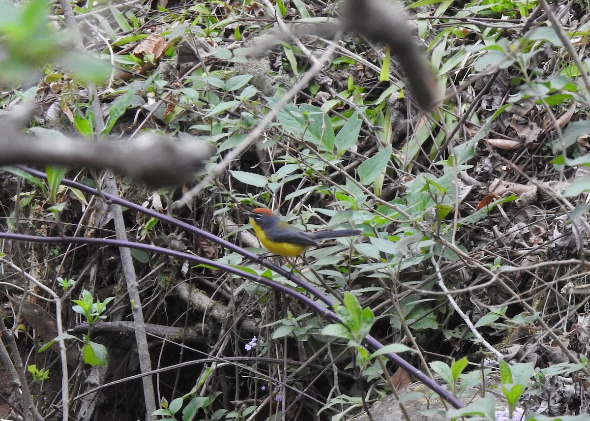 Brown-capped Redstart - ML642450232
