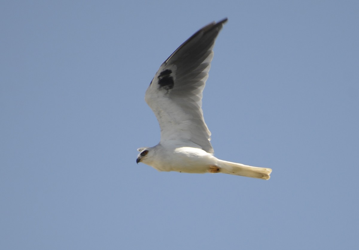 White-tailed Kite - ML642450242