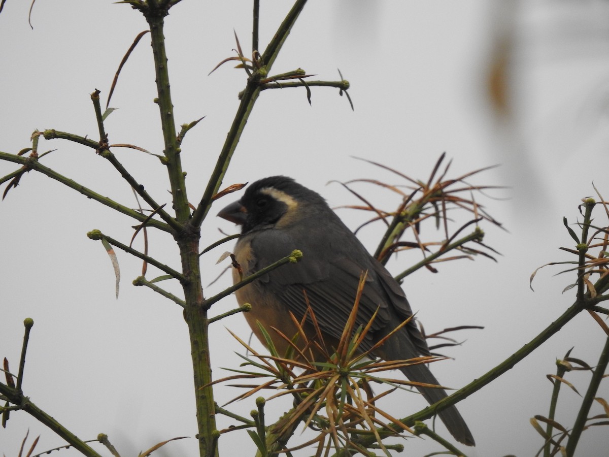 Golden-billed Saltator - ML642450260