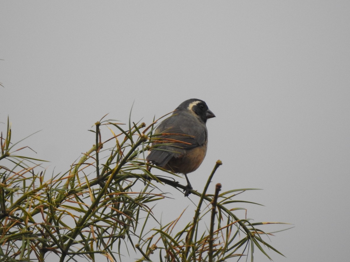 Golden-billed Saltator - ML642450261