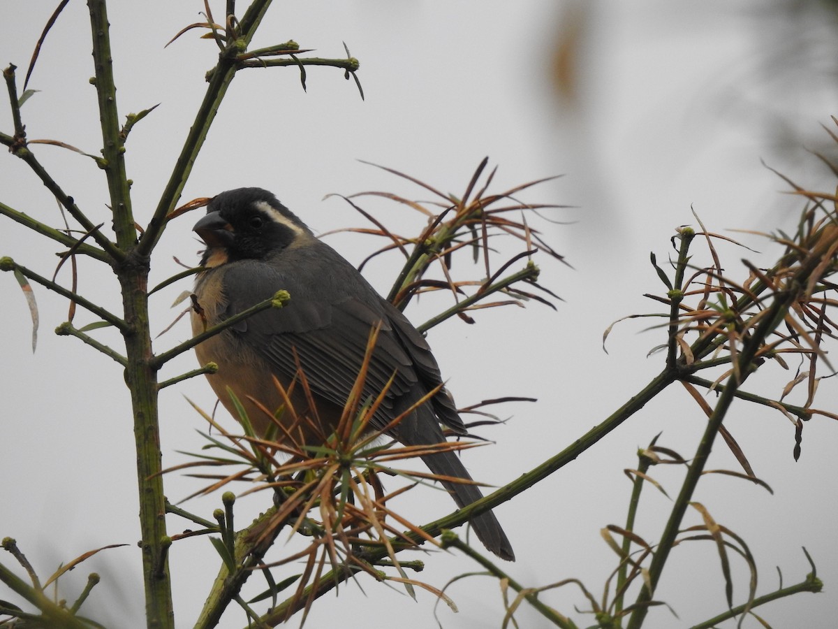 Golden-billed Saltator - ML642450264