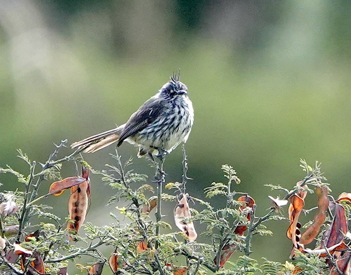 Tufted Tit-Tyrant - ML642450290