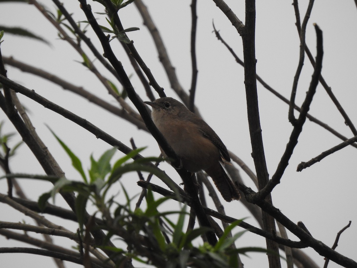 Southern House Wren - ML642450296