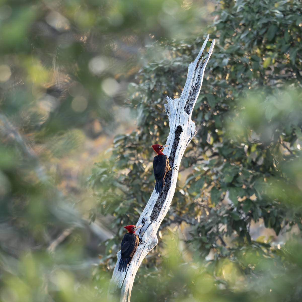 Red-necked Woodpecker - ML642450298
