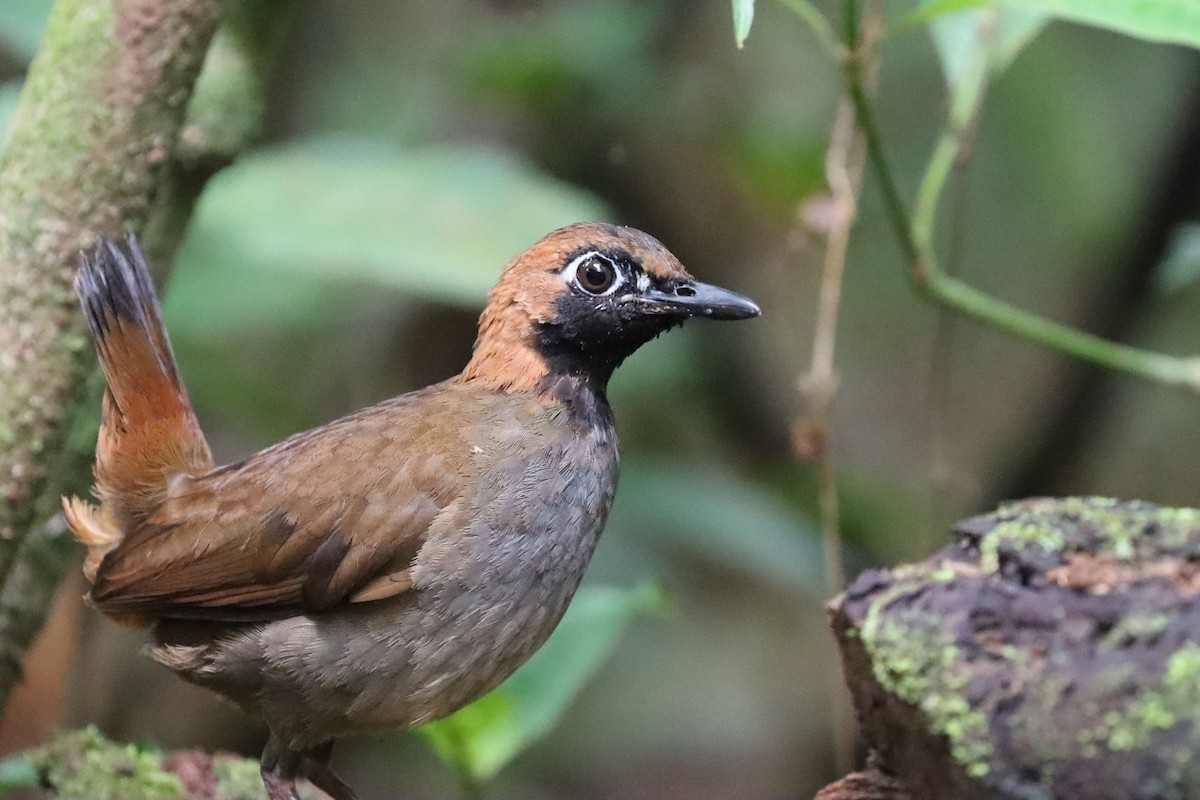 Black-faced Antthrush - ML642450308