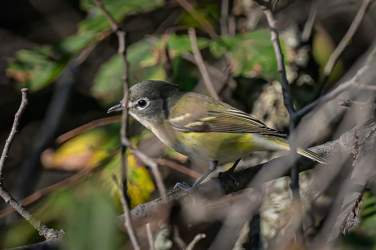 Blue-headed Vireo - ML642450310