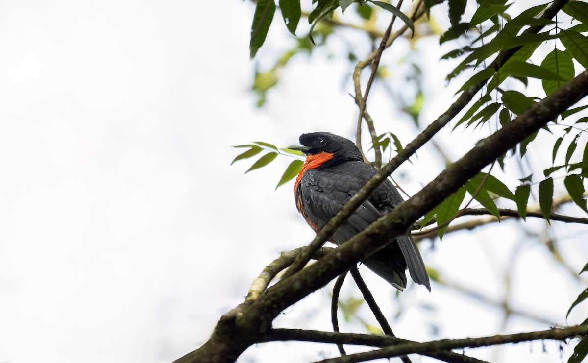 Red-ruffed Fruitcrow - ML642450316