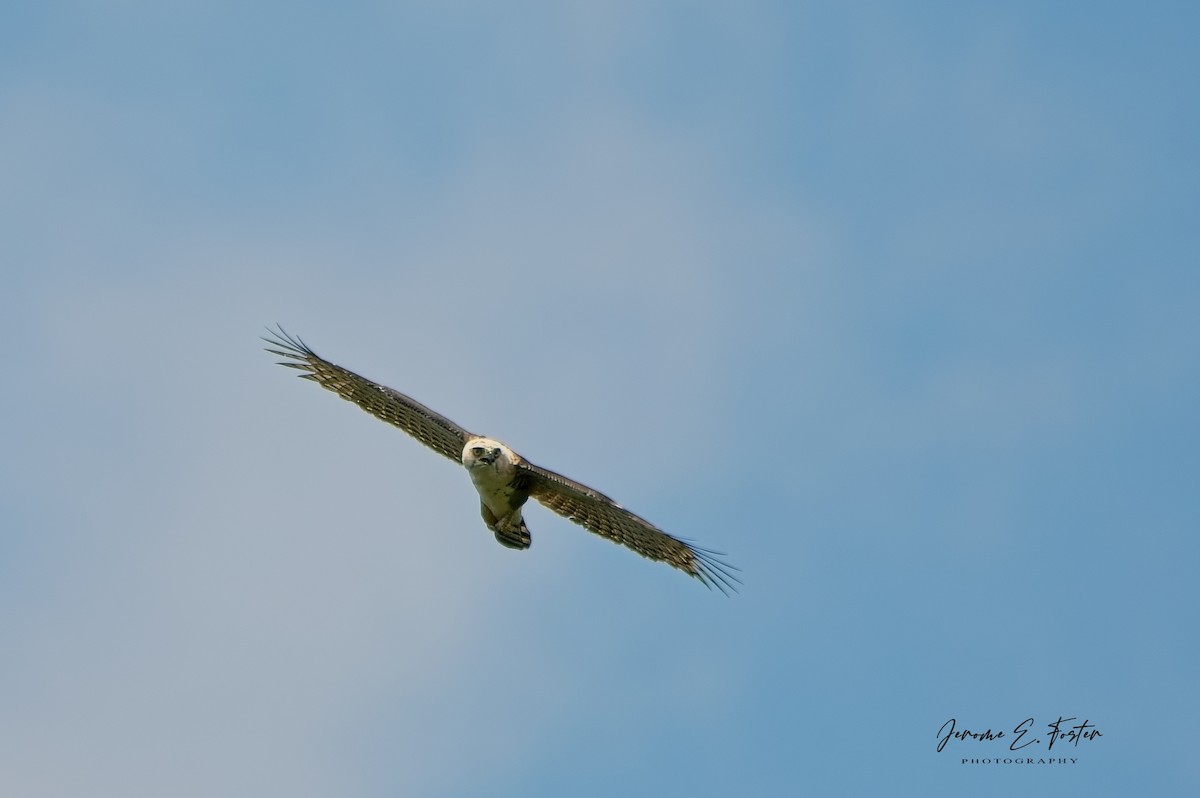 Ornate Hawk-Eagle - ML642450338