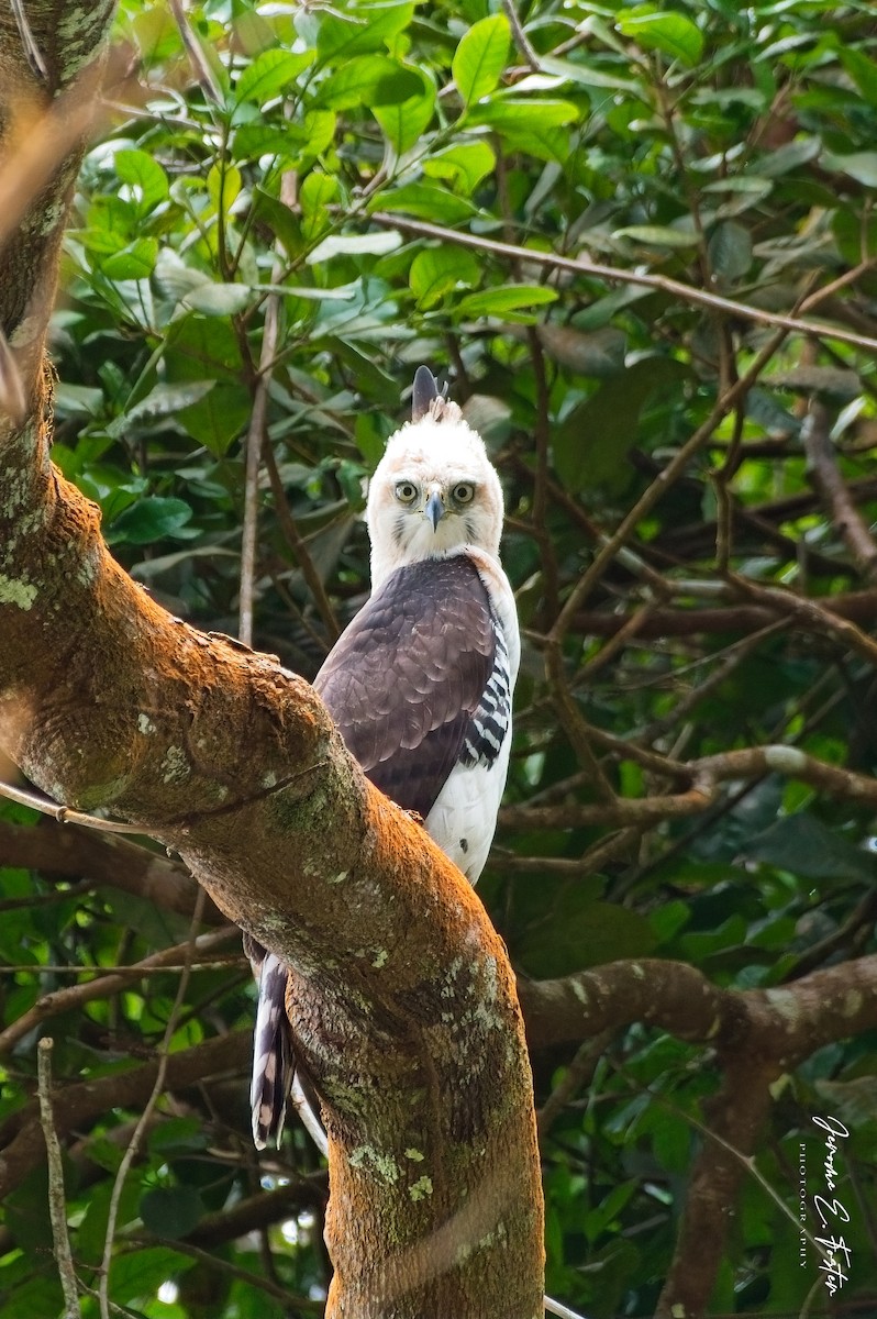 Ornate Hawk-Eagle - ML642450339