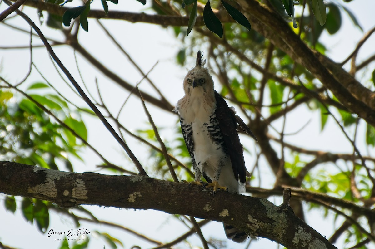 Ornate Hawk-Eagle - ML642450340