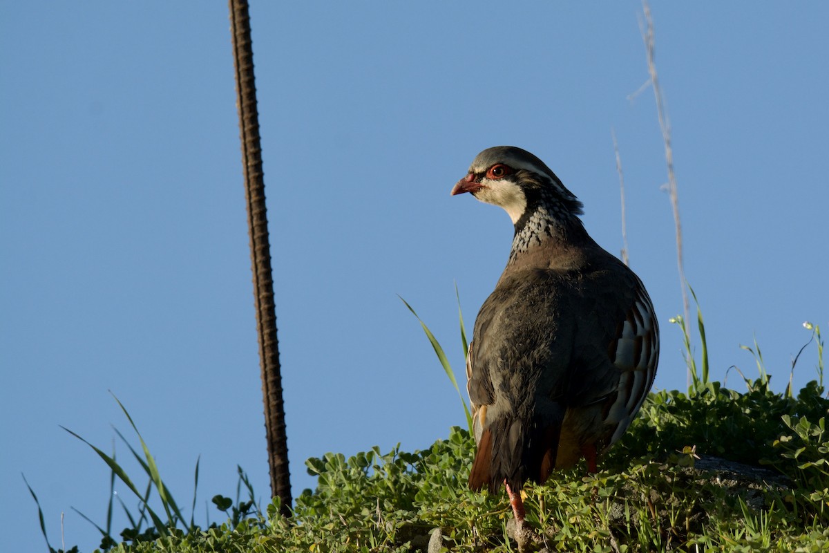 Red-legged Partridge - ML642450367